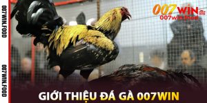 Giới Thiệu Đá Gà 007win